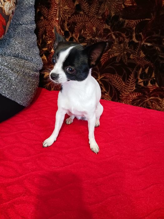 Чихуахла  на годинка в добро здравно състоияние игрива и весела