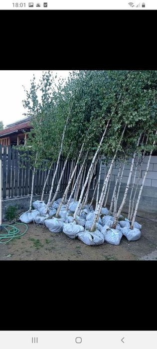 Mesteacăn cu coaja alba și tei mirositor