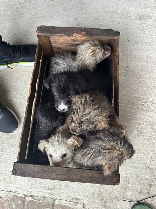 Donez cățeluși care au fost abandonați de stăpâni la marginea pădurii