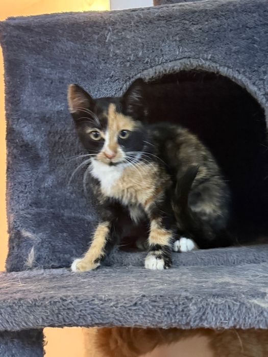 Pisicuță tricoloră adorabilă caută o familie iubitoare