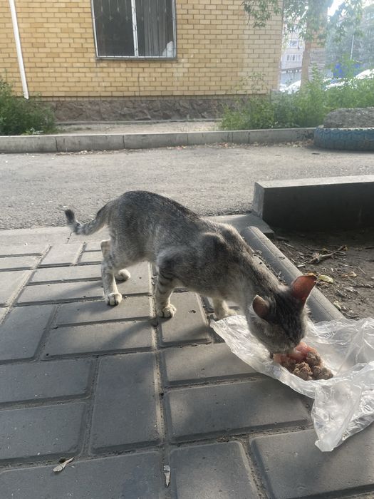 Отдам кошечку , стерилизованная, молодая