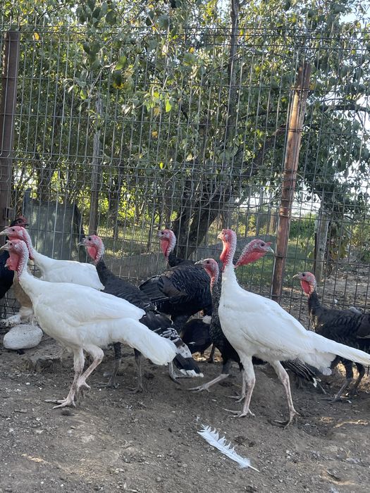 Vand curcani de tara