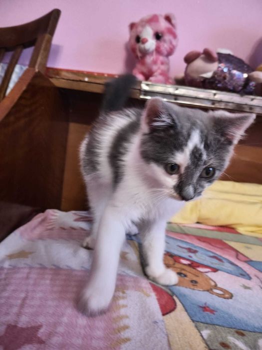 Motănel pentru adopție  Pașcani