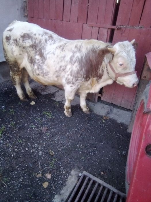 Vând tăuraș de 1 an