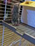 Donez pui hamsteri