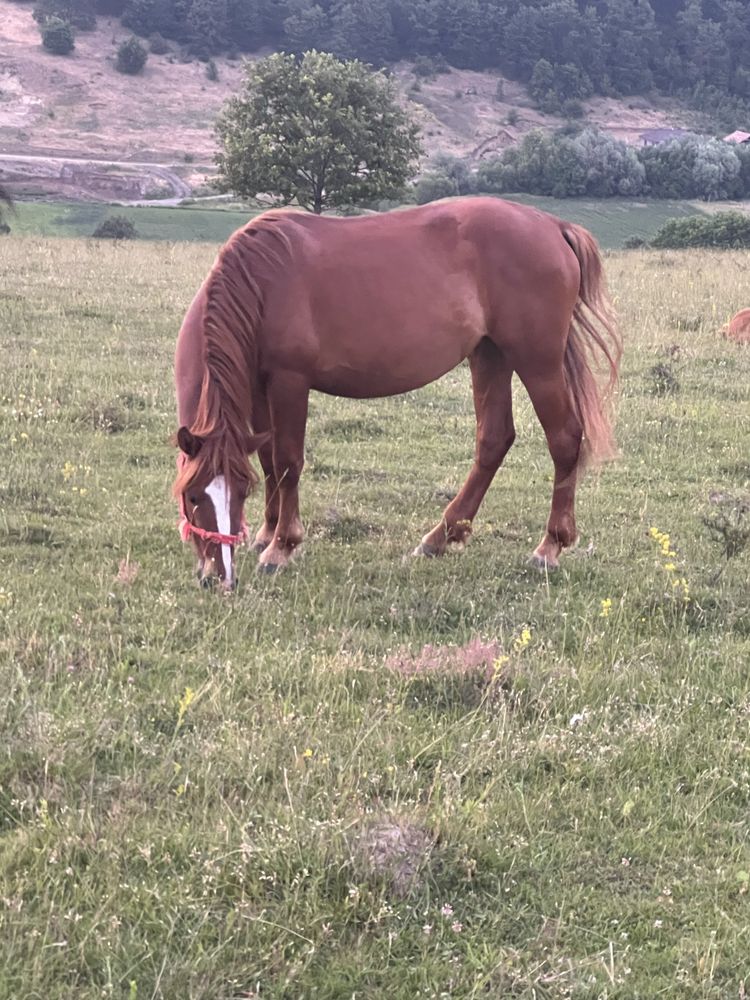 Manza de 3 ani de vanzare