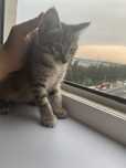 Котенок с мамой
