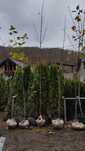 Mesteacan Alb Betula
