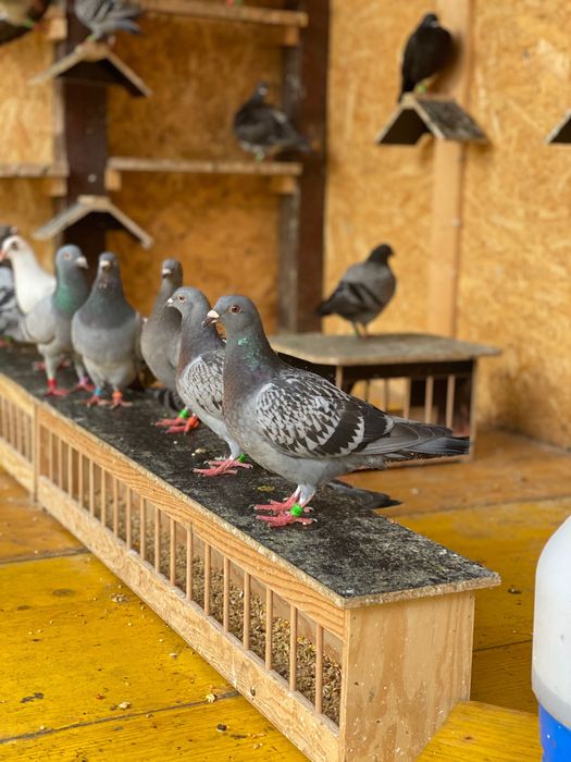 Vand porumbei voiajori