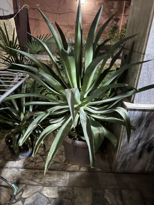 Shu gulla sotiladi xamasi kotasiyam bor kichkinasiyam bor