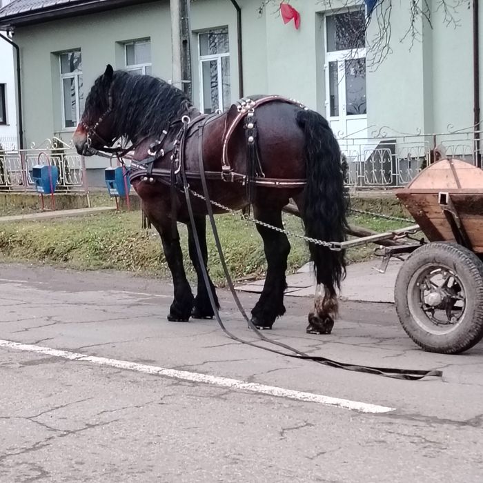 De vânzare armăsar în vârstă de 8 ani