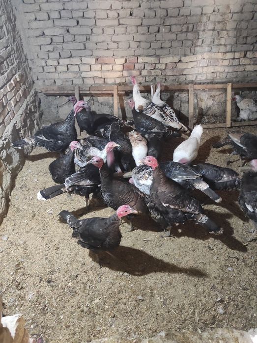 Куркалар сотилади