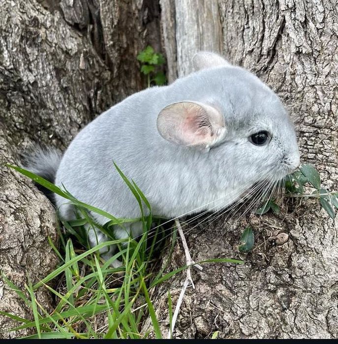 Pui de chinchilla cincilea chinchila cincilea - cadou