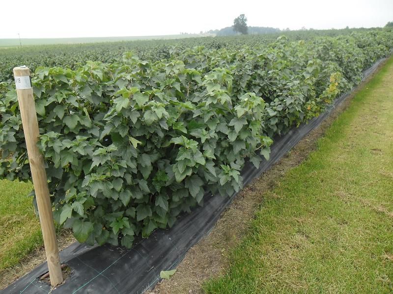 Afin de cultura, coacaz negru si rosu