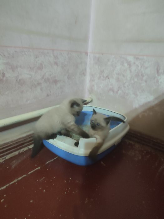 Кошки сиамские хорошие