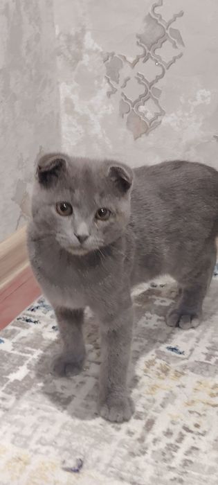 Шотландская вислоуха  Скоттиш Фолд