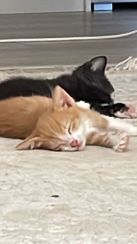 Котята 3 месяца, приучены к лотку игривые