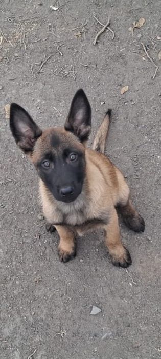 Бельгийская овчарка малинуа