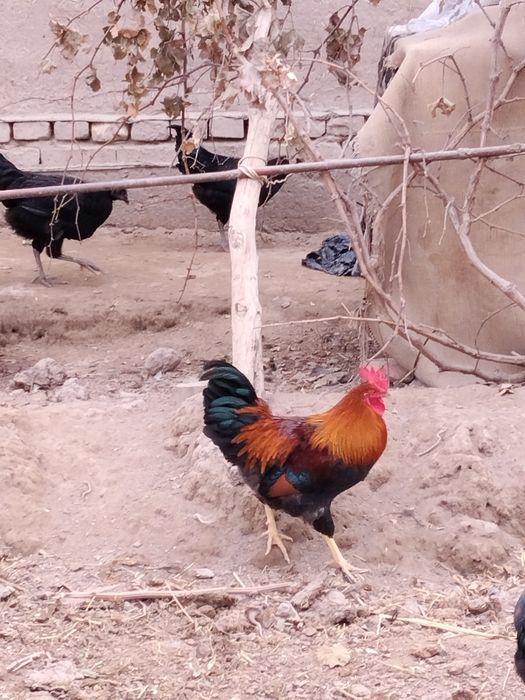 Хурозлар сотилади