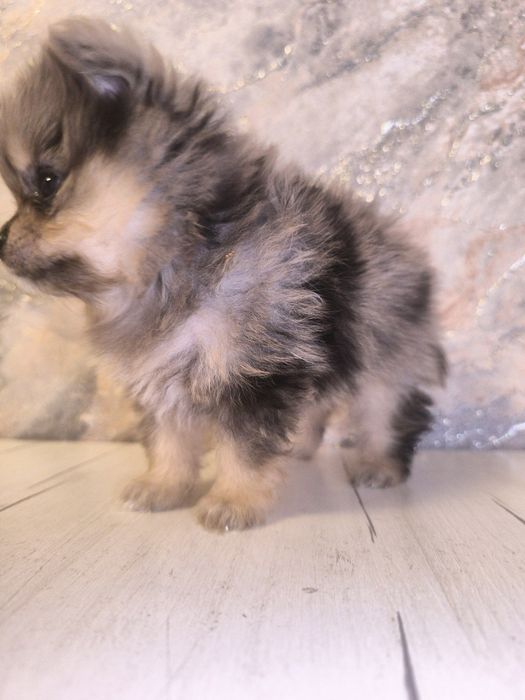 Готовы к продаже щенки померанского шпица