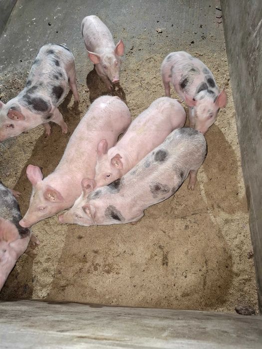 Продавам малки прасенца !