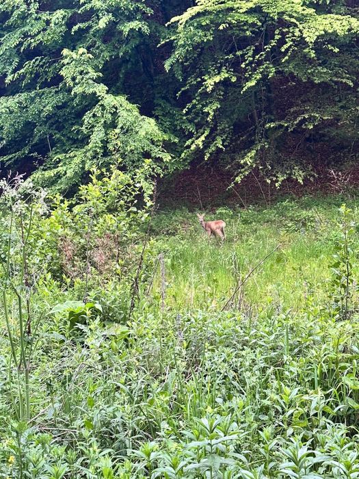 Casa la munte in Cristiorul de Sus , jud. Bihor
