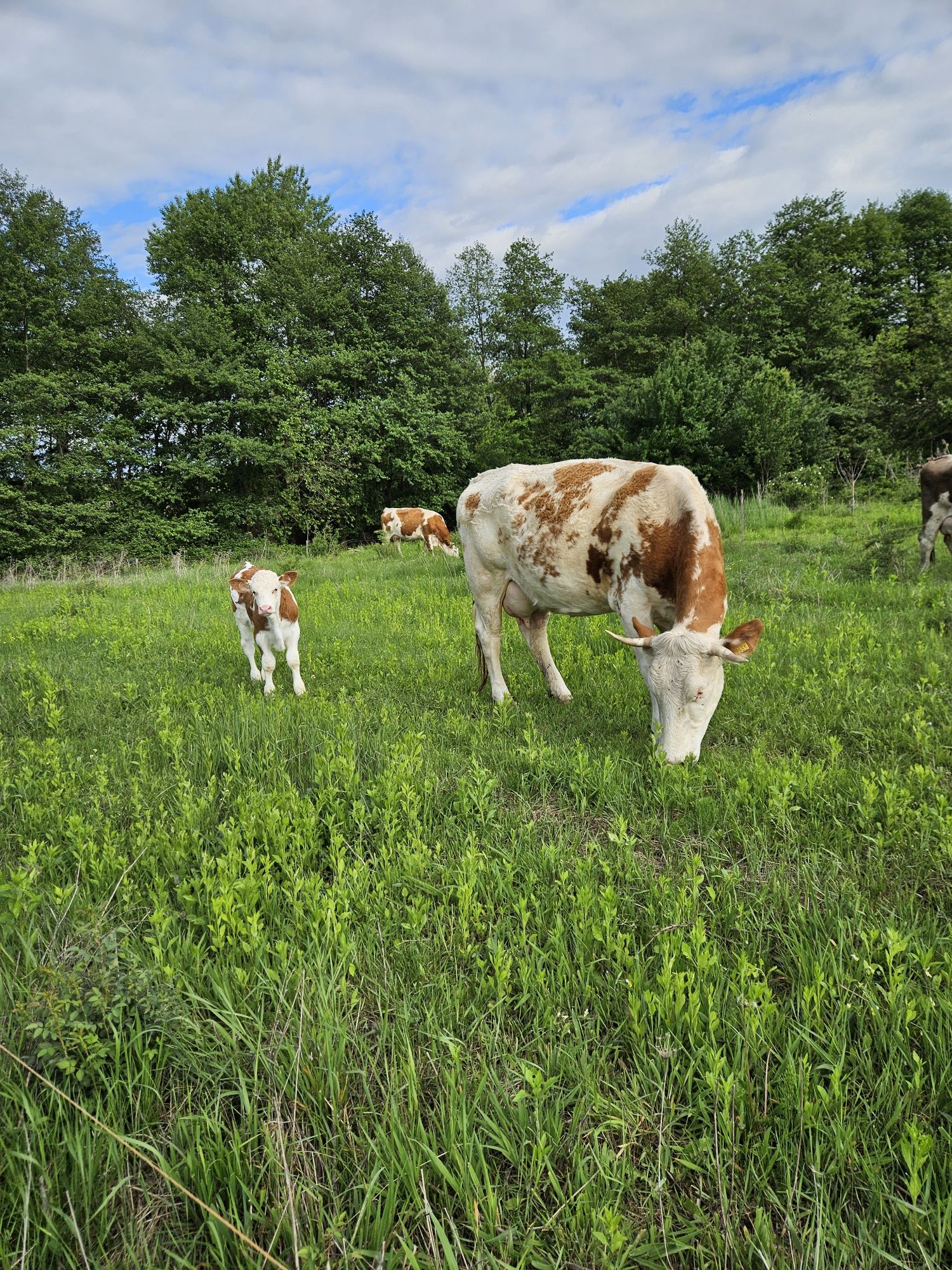 Vaca cu vitel cu certificat de baltata