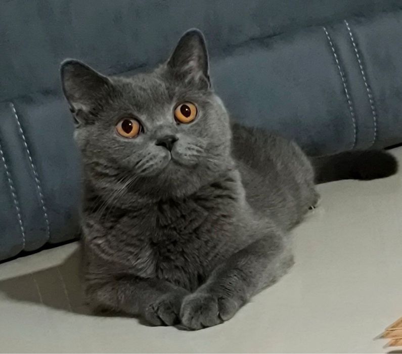 Британский котенок