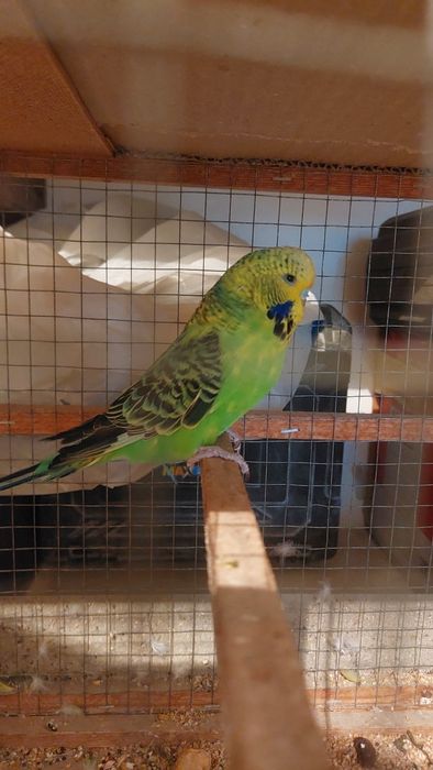 Волнистый попугай мальчик