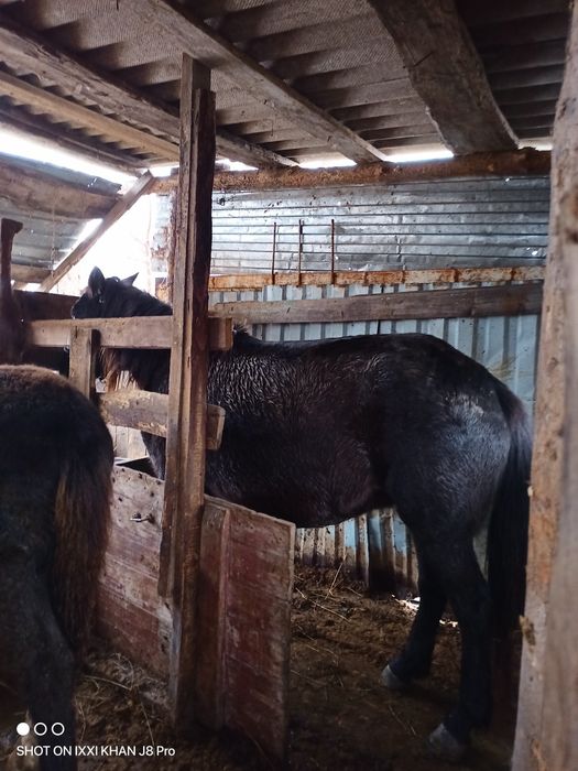 Продам кобылу 6лет