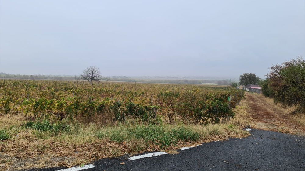 Vand vie in zona Carliglele/ Dalhauti