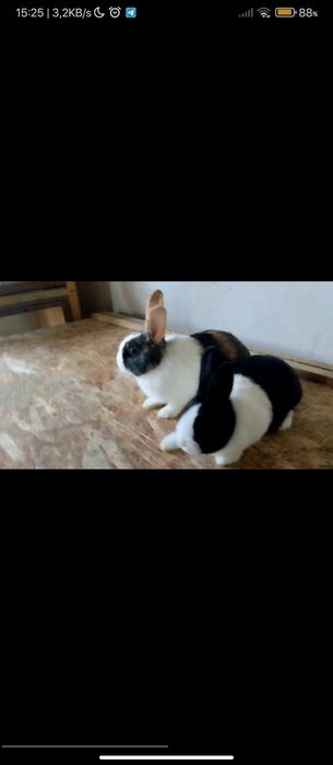 Панда зотли куенлари сотилади Жинси пара