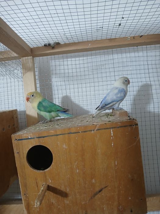 Nerazluchkalar sotiladi soglom tayyor paralar parasi 350 ming 450 ming