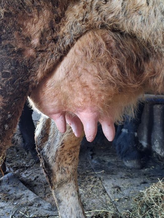 Vand 2  vaci de prăsilă