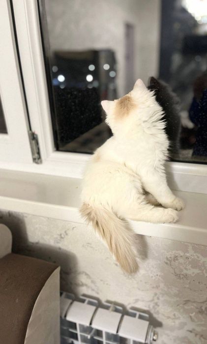 Tekinga mushuk Turetkiy Van