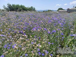 Синчец, корен валериана, стрък вратига,синя метличина,лавандулов цвят