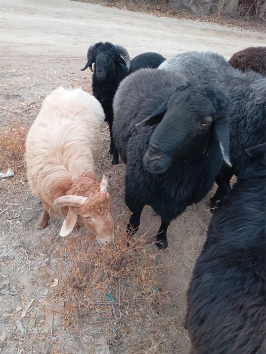 Койлар сатылады. Өнді, жақсы бағылған қойлар