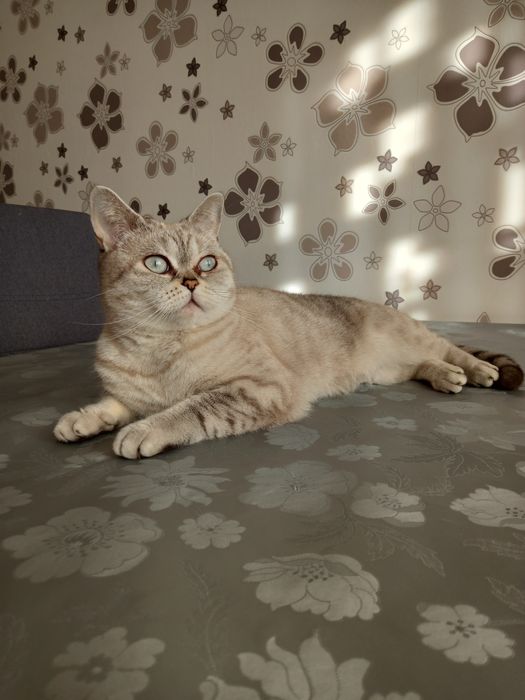 Британска късокосместа