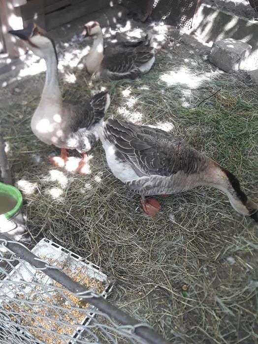 gaste americane gaste