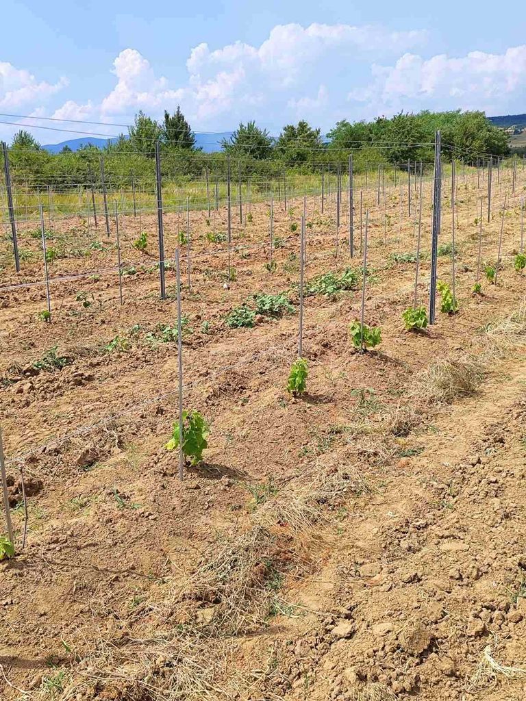 Продава се Земеделски имот в София, Челопечене -  кв.м за 2550 €/дка - Снимка #2