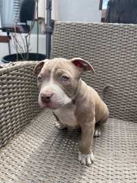 Vand pui American Bully champagne