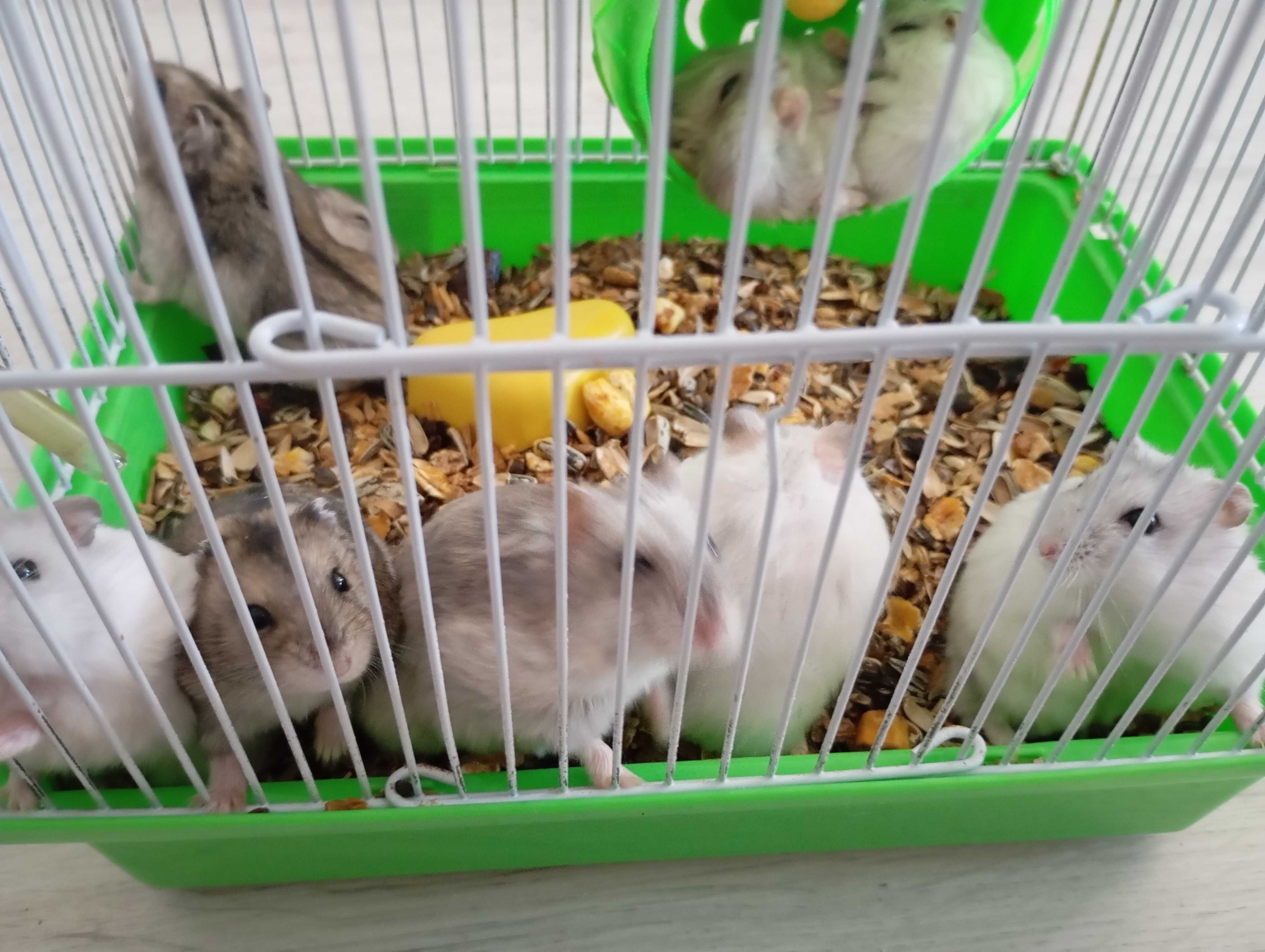 Hamsteri pitici de vânzare