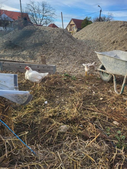 Puicuțe combatant indian