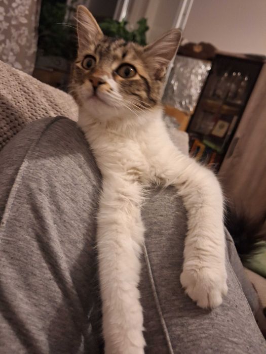 Подарявам котета