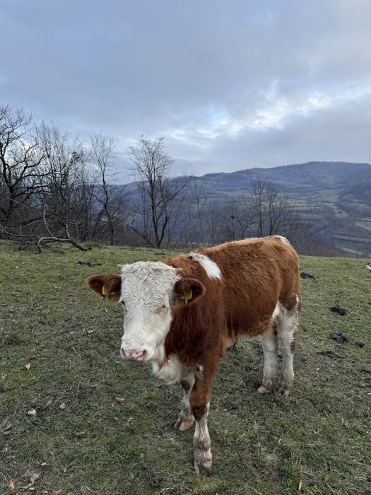 Vând două juninci la a doua fătare