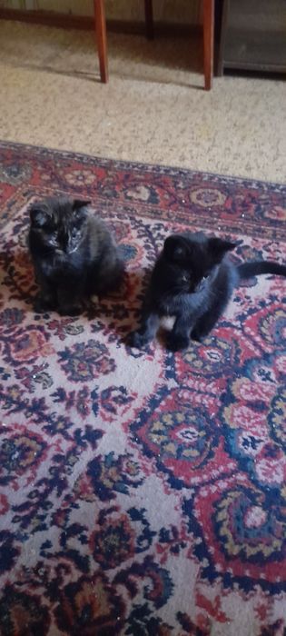 Отдам котят добрым любящим животных людям