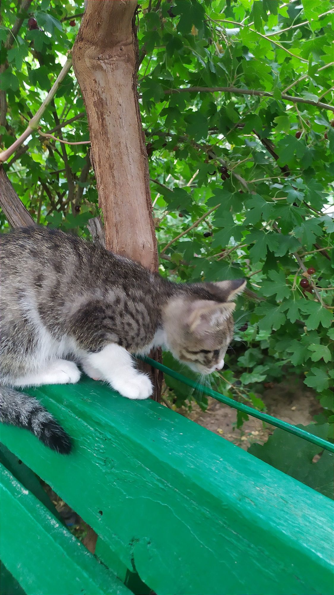 Котёнок, мальчик, 2 месяца. Чирчик.