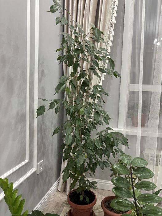 Продам комнатные цветы фикус