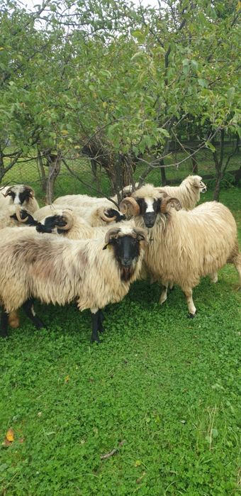 Vand oi breze și un berbec strămior