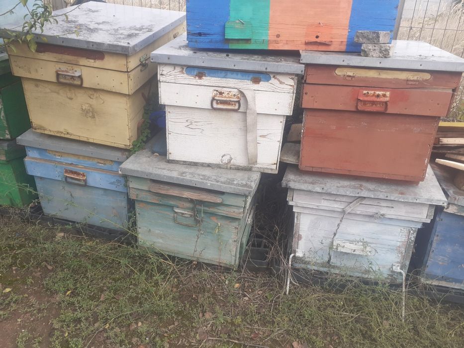 Vând lot 10 cutii stupi plus un nucleu de împerechere bonus